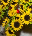 2013_covered_dish_geoffs_063